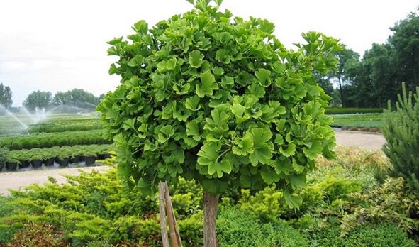 Verde dell'albero di Ginkgo Biloba per l'ingrandimento del pene